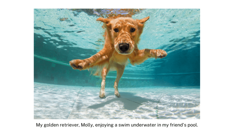 A golden retriever dog swimming underwater with a caption below it displaying the correct way to use image captions