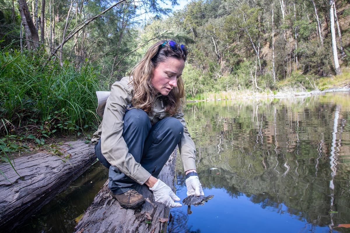 Threatened species officer Gerry McGilvray releasing one of the snapping turtles - Credit Brent Mail